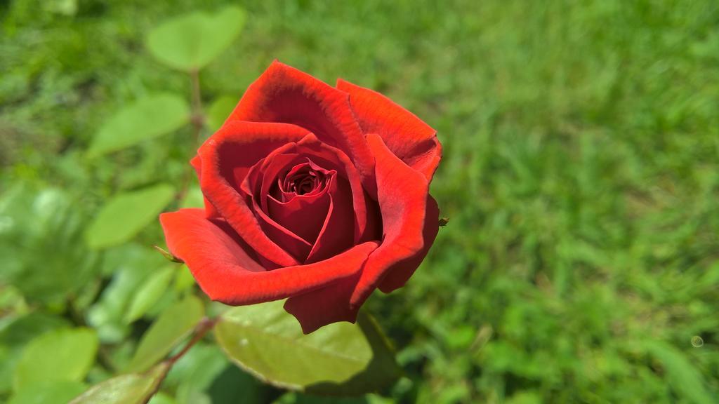 La Corte Delle Rose B&B Praia a Mare Kültér fotó